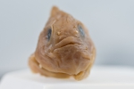 Eumicrotremus derjugini - leatherfin lumpsucker (chin)