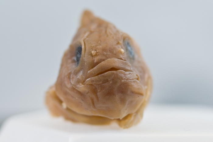 Eumicrotremus derjugini - leatherfin lumpsucker (chin) Eumicrotremus derjugini - leatherfin lumpsucker (chin)