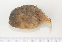 Eumicrotremus terraenovae - Newfoundland spiny lumpsucker