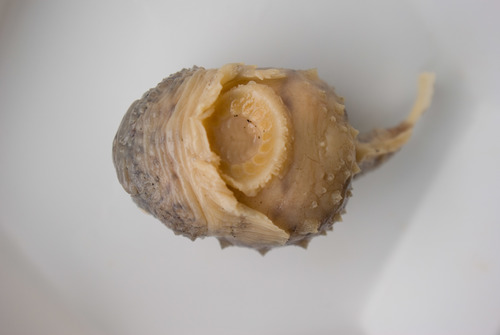 Eumicrotremus terraenovae - ventral view