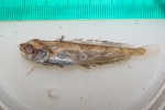 Urophycis tenuis - thawed juvenile 