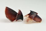 Stauroteuthis syrtensis (pair of beaks)