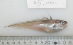 longfin hake-small