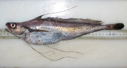 longfin hake-typical