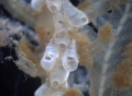 Bryozoa (moss animals)