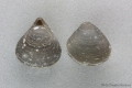 Brachiopoda (lamp shells)