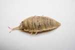 Synidotea bicuspida - (lateral)