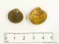 Mollusca (molluscs)