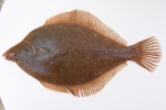 Limanda ferruginea - yellowtail flounder