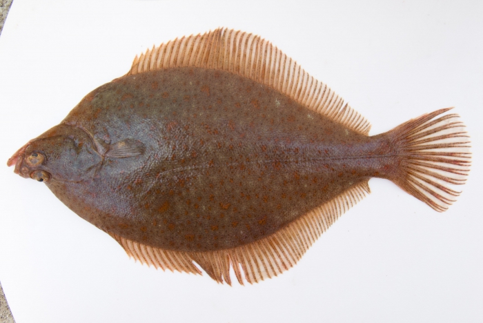 Limanda ferruginea - yellowtail flounder Limanda ferruginea - yellowtail flounder