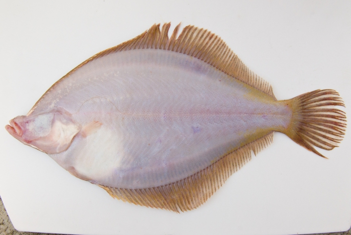 Limanda ferruginea - yellowtail flounder (underside)