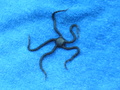 Echinodermata (echinoderms)