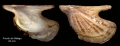 Mollusca (molluscs)