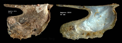 Pteria hirundo (Linnaeus, 1758)Specimen from Ampe seamount, 3504'N, 1255'W, 225-280 m, 'Seamount 1' sta. CP99 (actual size 88 mm)