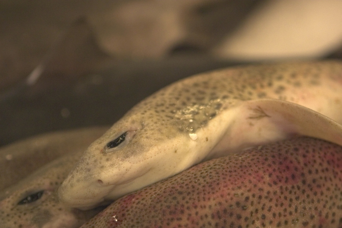 Small-spotted catshark (Scyliorhinus canicula) Small-spotted catshark (Scyliorhinus canicula)