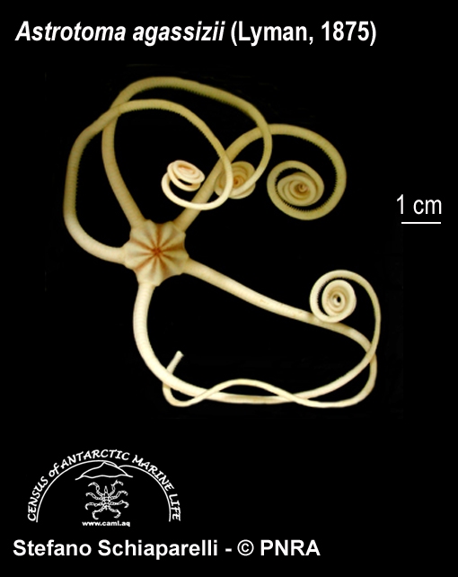 Astrotoma agassizi 1 Astrotoma agassizi 1