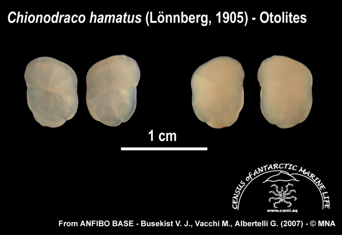 Chionodraco hamatus (otolites)