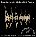 Chionodraco hamatus (vertebrae)