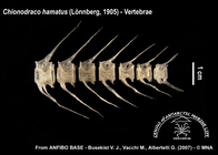 Chionodraco hamatus (vertebrae)
