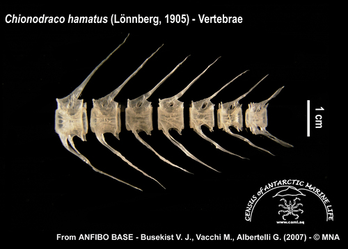 Chionodraco hamatus (vertebrae)