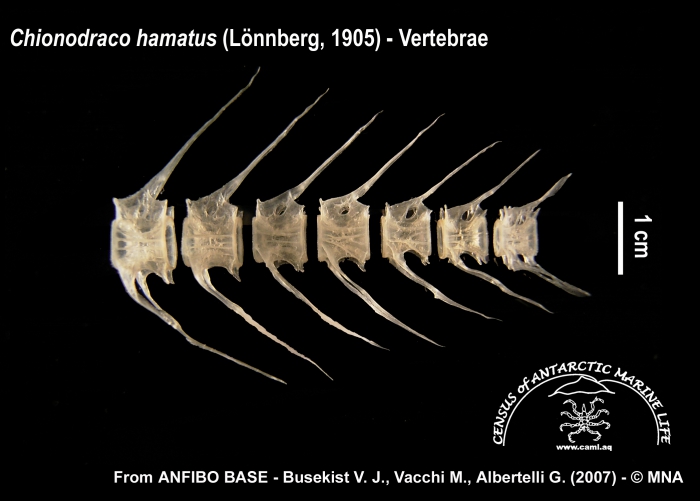 Chionodraco hamatus (vertebrae)