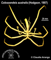 Chelicerata (sea spiders & mites)