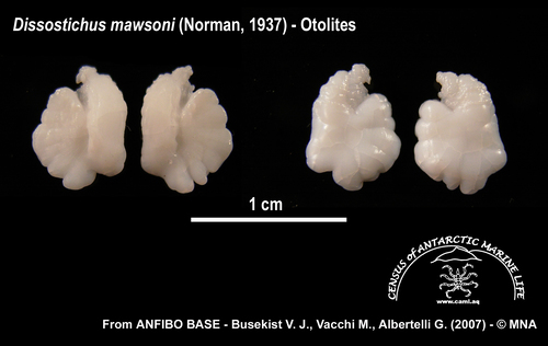 Dissostichus mawsoni (otolithi)