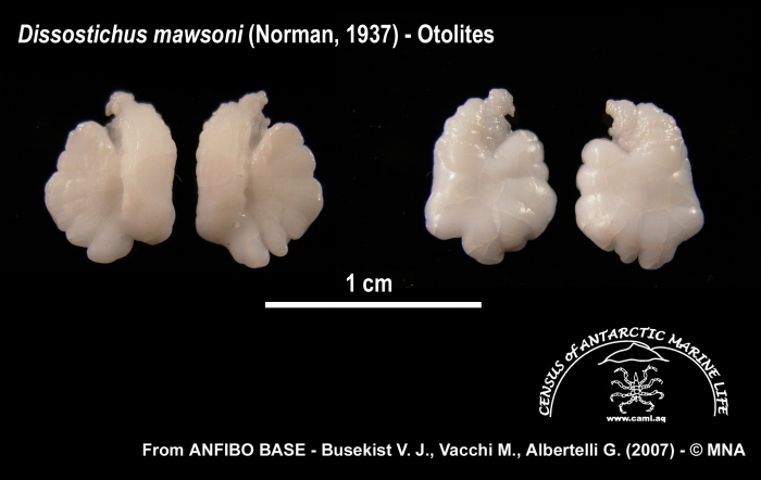 Dissostichus mawsoni (otolithi) Dissostichus mawsoni (otolithi)