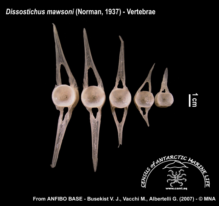 Dissostichus mawsoni (vertebrae) Dissostichus mawsoni (vertebrae)