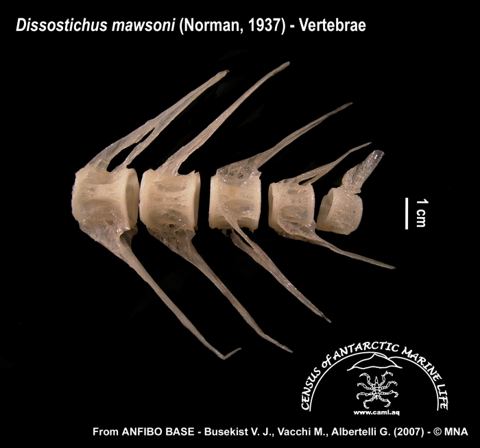 Dissostichus mawsoni (vertebrae) Dissostichus mawsoni (vertebrae)