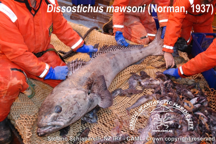 Dissostichus mawsoni Dissostichus mawsoni
