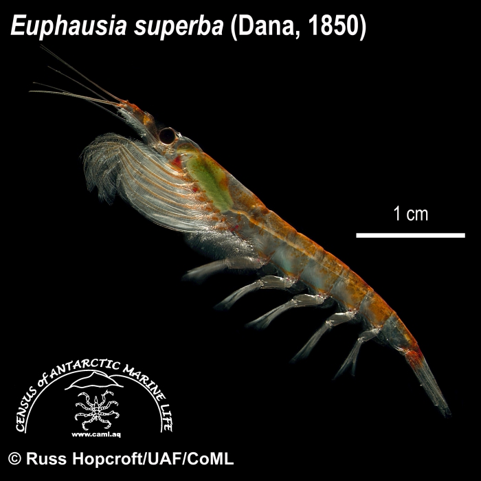 Euphausia superba