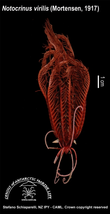 Notocrinus virilis 1 Notocrinus virilis 1