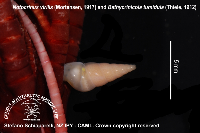 Notocrinus virilis with Bathycrinicola tumidula 2