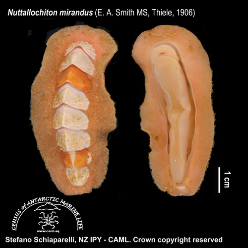 Nuttallochiton mirandus