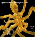 Chelicerata (sea spiders & mites)