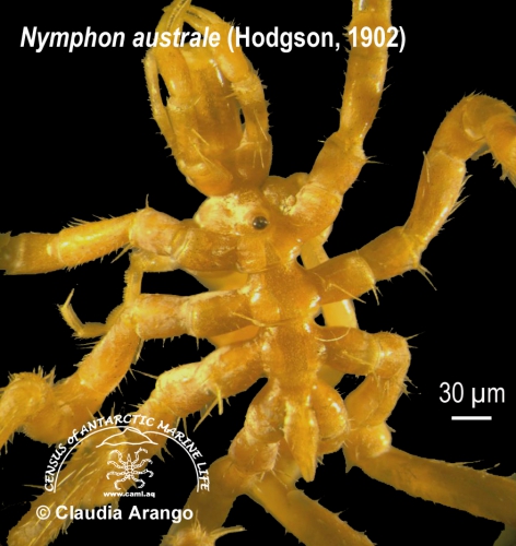 Nymphon australe 1