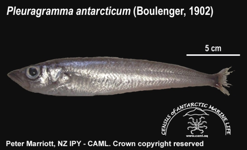 Pleuragramma antarcticum 1