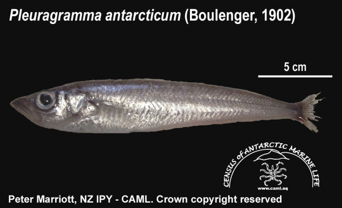 Pleuragramma antarcticum 1 Pleuragramma antarcticum 1