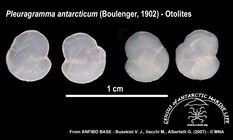 Pleuragramma antarcticum (otolithes)