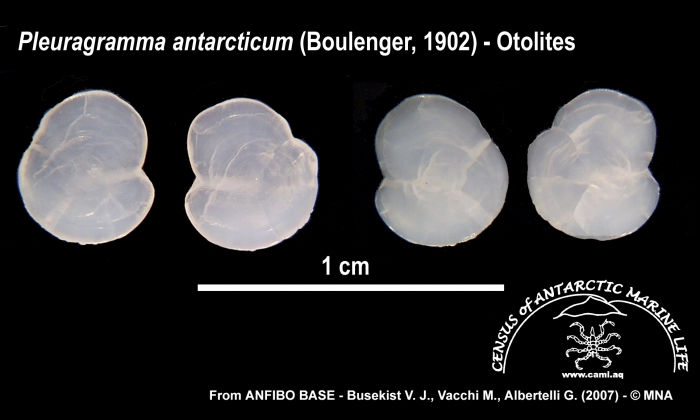 Pleuragramma antarcticum (otolithes) Pleuragramma antarcticum (otolithes)