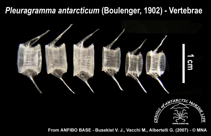 Pleuragramma antarcticum (vertebrae) Pleuragramma antarcticum (vertebrae)