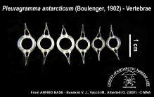 Pleuragramma antarcticum (vertebrae)