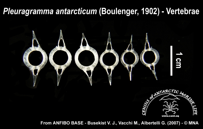 Pleuragramma antarcticum (vertebrae) Pleuragramma antarcticum (vertebrae)