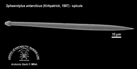 Sphaerotylus antarcticus (spicule) 2