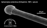 Sphaerotylus antarcticus (spicule) 6