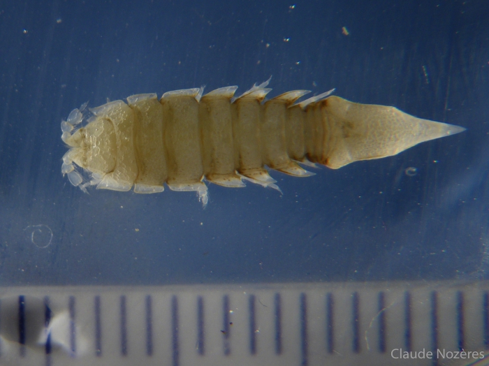 Arctic isopods-Saduria sabini 2