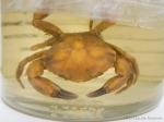 Dyspanopeus sayi - crab