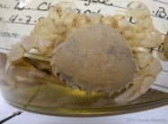 Ovalipes ocellatus - preserved