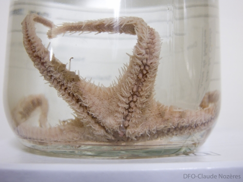 Pontaster tenuispinus sea star